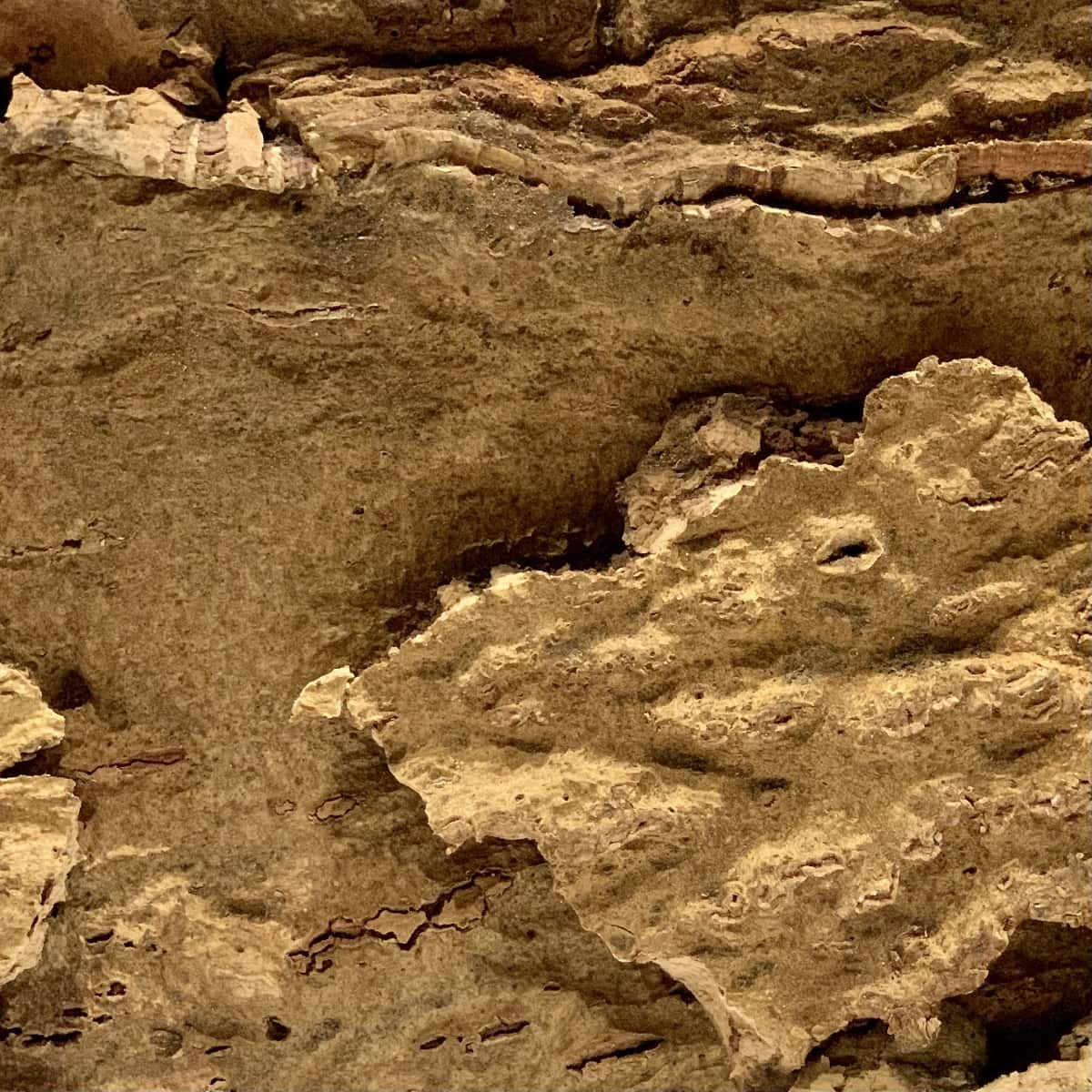Close-up of textured Arizona cork wall tile surface with natural bark pattern